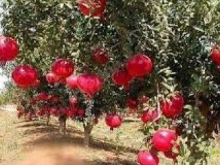 Pomegranate fruit garden for sale in Kumluca Antalya
