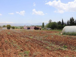 WALNUT FARM FOR SALE FROM OWNER (FOR THOSE WHO WANT TO EARN) (FOR THOSE WHO WANT TO LIVE FULL OF PEACE DURING THE PANDEMI AND LİFE)